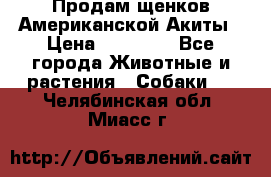 Продам щенков Американской Акиты › Цена ­ 25 000 - Все города Животные и растения » Собаки   . Челябинская обл.,Миасс г.